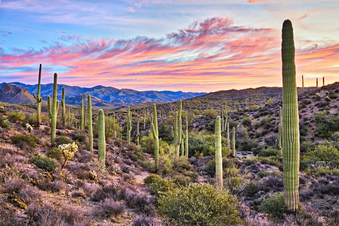 OnlyFans cuenta arizonacub header 2