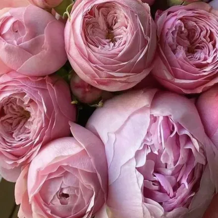 OnlyFans cuenta gina_bestie header 2