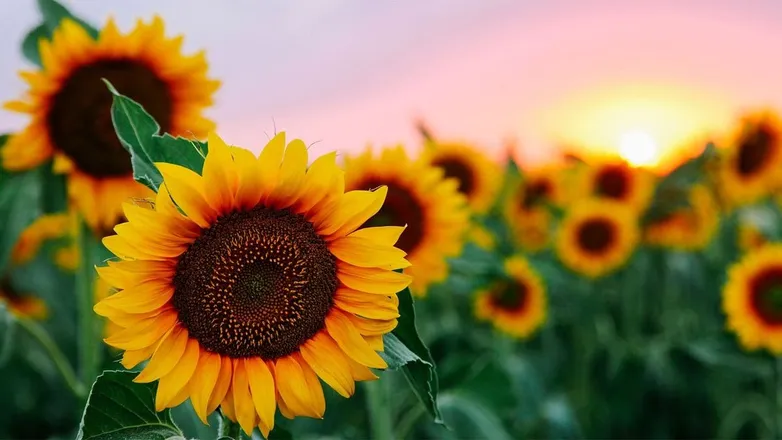 OnlyFans cuenta peachy.sunflower header 2