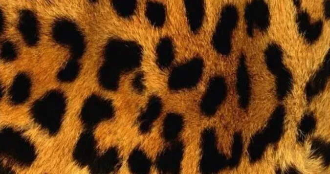 OnlyFans account  florecienta header 2