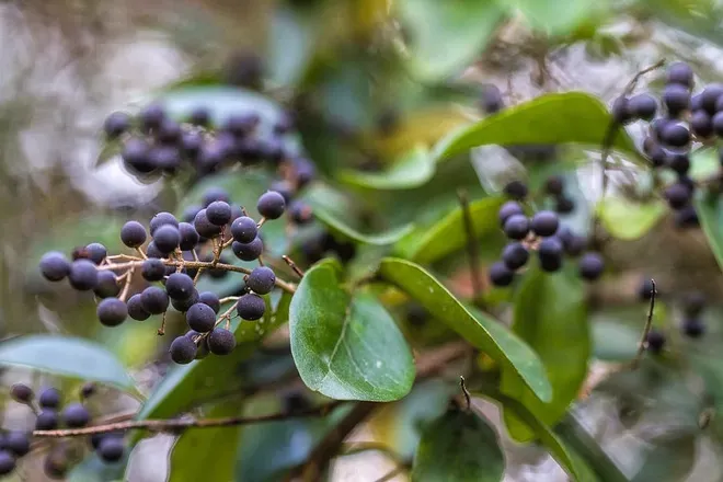 OnlyFans cuenta jungleberries header 2