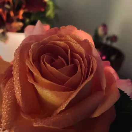 OnlyFans cuenta forbidden.sweetheart header 2