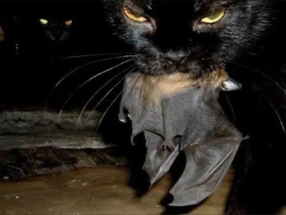 OnlyFans cuenta kittenthatmeows header 2