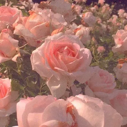 OnlyFans cuenta v_rosey header 1