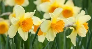 OnlyFans cuenta daphnedaffodil header 2