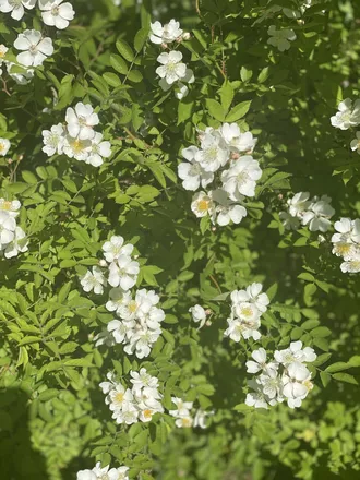 OnlyFans cuenta jasmineeej header 2