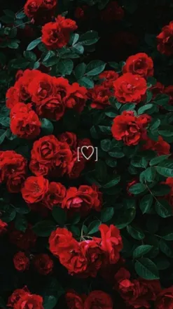 OnlyFans cuenta emiliaonfire header 2