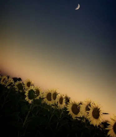 OnlyFans cuenta sunflowermoonlight header 2