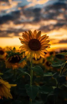 OnlyFans cuenta sunflowerheart avatar 1