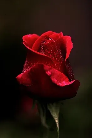 OnlyFans cuenta u222542371 avatar 1