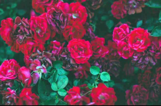 OnlyFans cuenta fairynixxi header 2