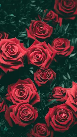 OnlyFans cuenta rosieeexox header 2