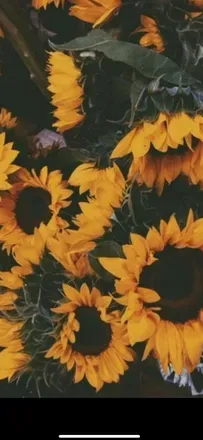 OnlyFans cuenta sunflower6802 header 2