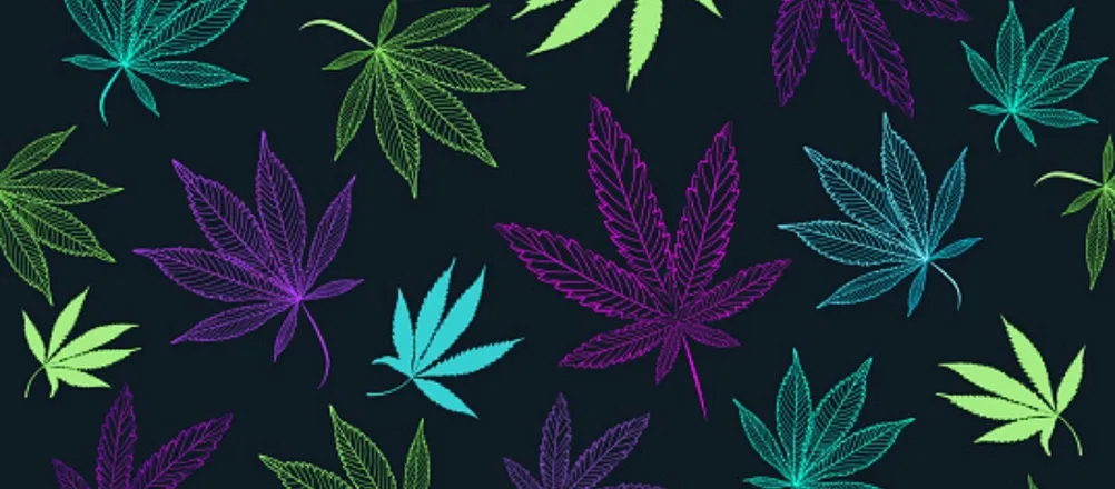 OnlyFans cuenta kyliekannabis header 2