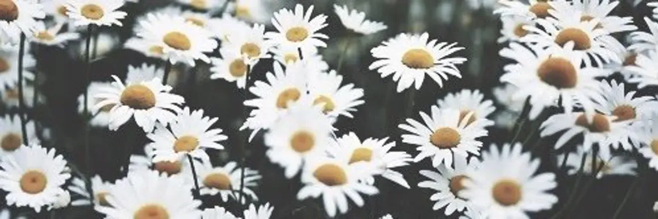 OnlyFans cuenta itsbbydaisy header 2