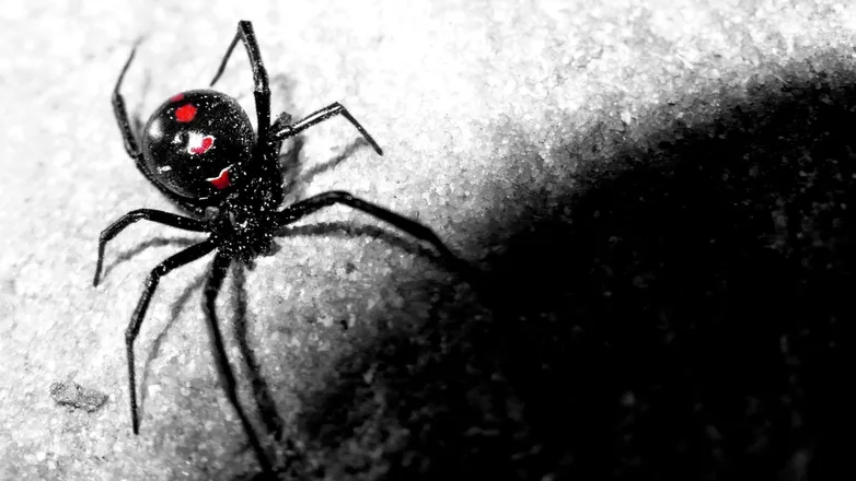 OnlyFans cuenta sisterspider header 2