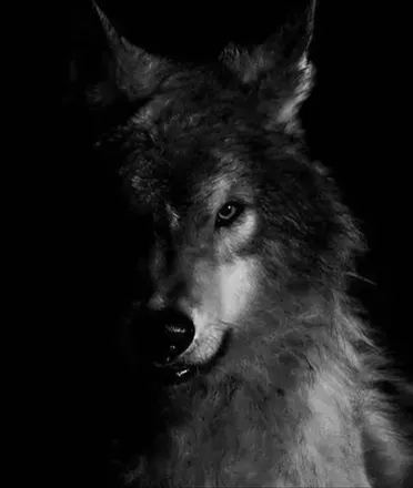 OnlyFans cuenta racso_wolf header 2