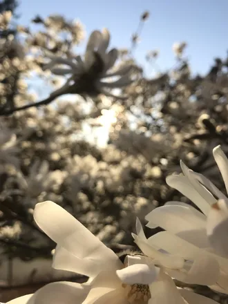 OnlyFans cuenta psychoactiveflower header 2