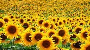 OnlyFans cuenta sininflowers header 2