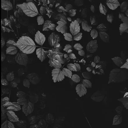 OnlyFans cuenta mirgrimes header 2