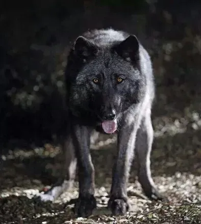 OnlyFans cuenta blackwulf avatar 1