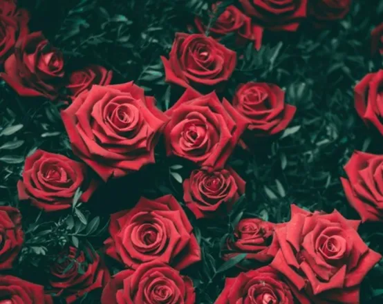 OnlyFans cuenta tragic_havoc header 2