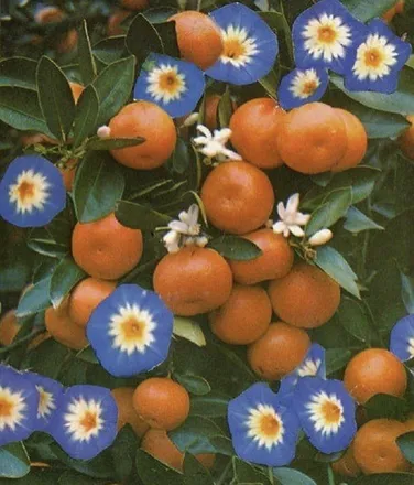 OnlyFans cuenta softlycitrus header 2