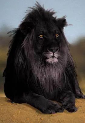 OnlyFans cuenta lioness_sub header 2