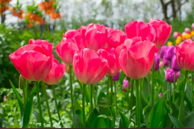OnlyFans cuenta whisperingtulips avatar 1
