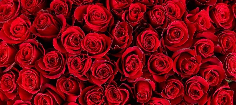 OnlyFans cuenta roselovesu header 2