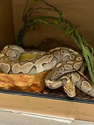 OnlyFans cuenta sexywithsnakes header 2