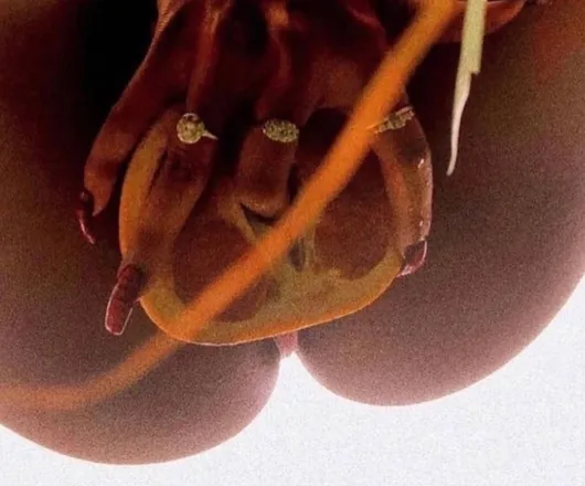 OnlyFans cuenta bornwetandready header 2