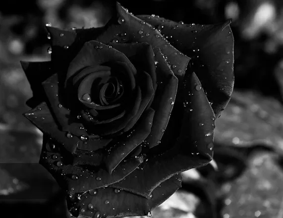 OnlyFans cuenta novastardust header 2