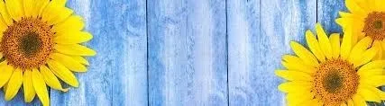 OnlyFans cuenta sunflowerssweetfeet header 2