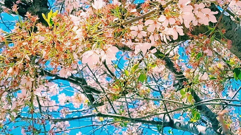 OnlyFans cuenta bunnycanjump header 2