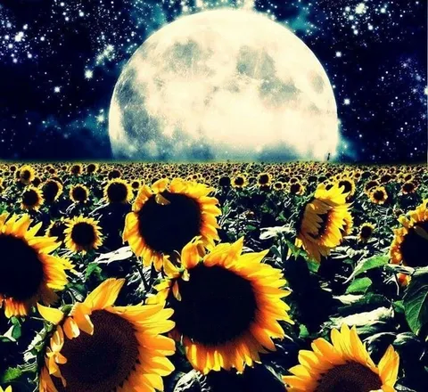 OnlyFans cuenta sunflowerqueen6 header 2