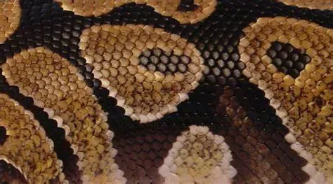 OnlyFans cuenta viper_nyx header 2
