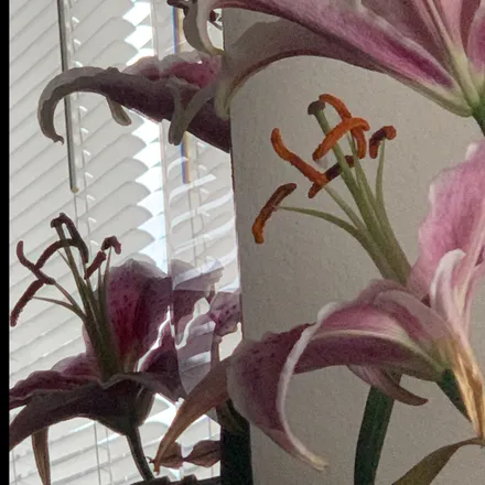 OnlyFans cuenta witchbitchsexx header 2