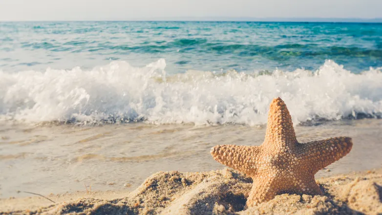 OnlyFans account  beachlifee header 2