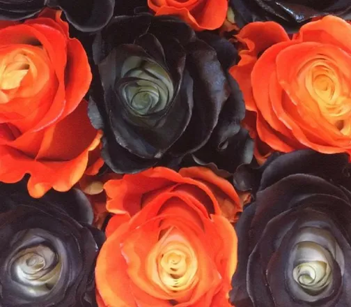 OnlyFans cuenta halloweenrose header 2