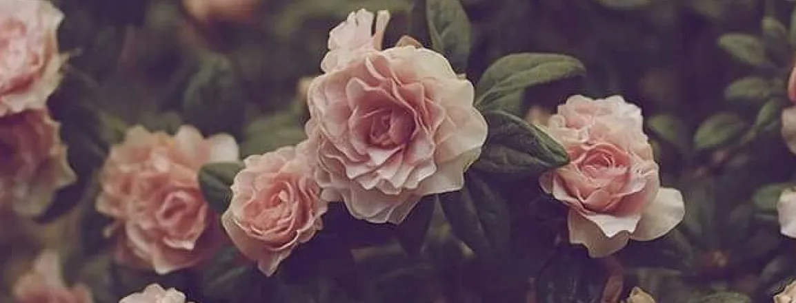 OnlyFans cuenta prettyndarkskin header 2