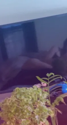 OnlyFans account  feebsbites header 2