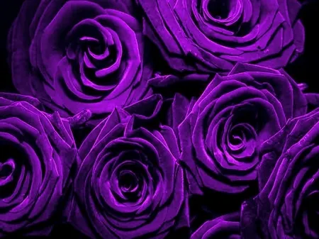 OnlyFans cuenta labonitarose header 2