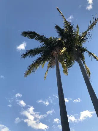 OnlyFans cuenta thatmauiwowie header 2