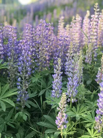 OnlyFans cuenta fieldsoflupine header 2