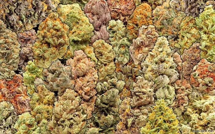 OnlyFans cuenta pnwstonerbitch header 2