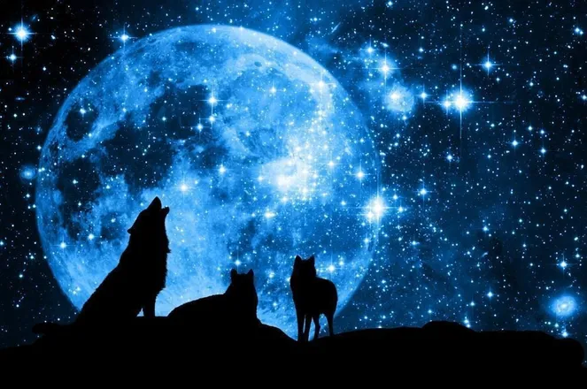 OnlyFans cuenta thewolf2022 header 2