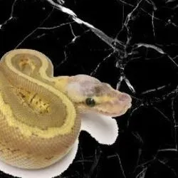 OnlyFans cuenta a_2_z_reptiles avatar 1