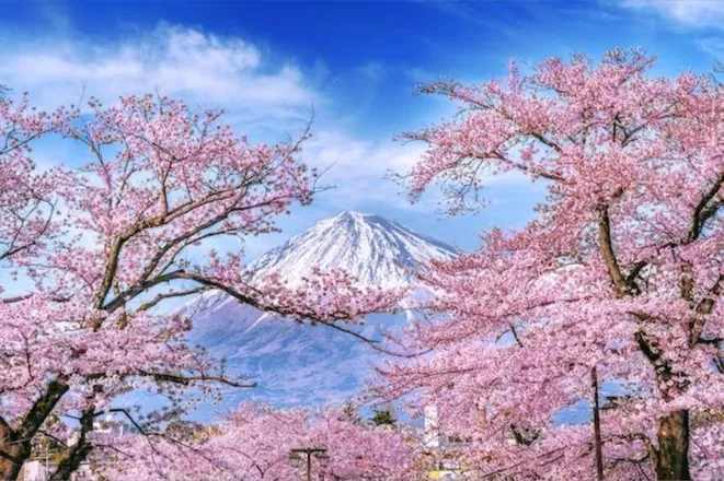 OnlyFans cuenta cherry_blossom_life header 2