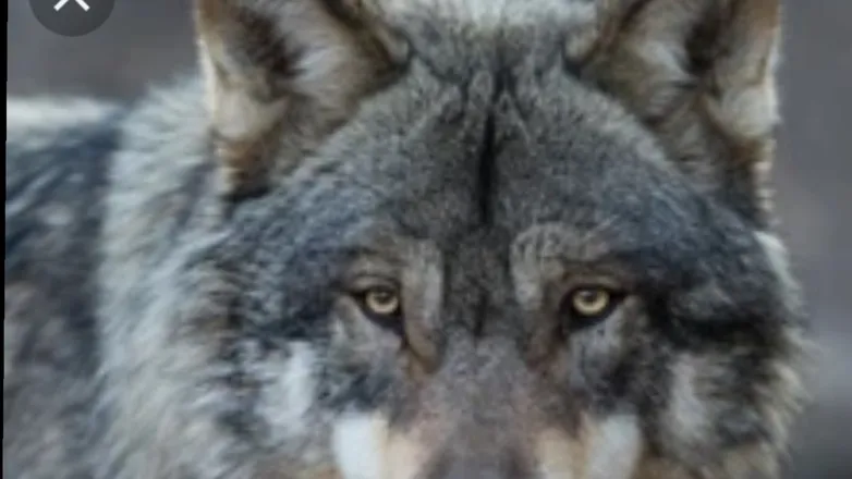 OnlyFans cuenta thewolfmanof header 2